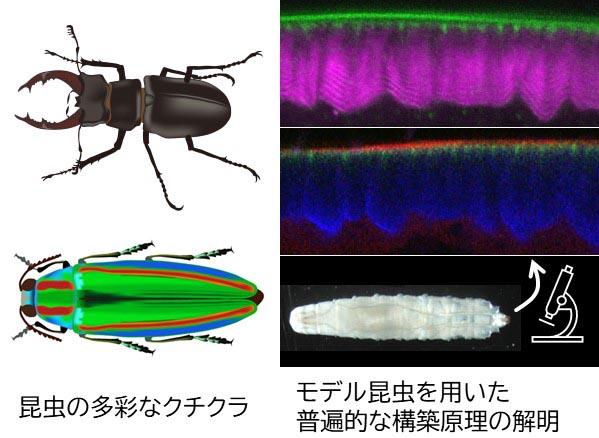 田尻 怜子 研究概略図