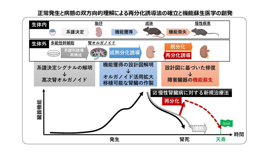 太口 敦博 研究概略図