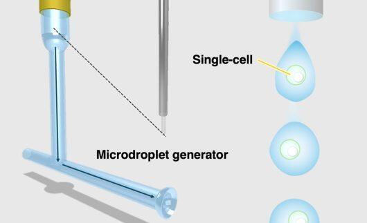 Assist. Prof. Tanaka's team developed a µDG-based method for ICP-MS, enabling efficient element alanalysis of K562 single cells while preserving structure-paving the way for advanced disease diagnosis!