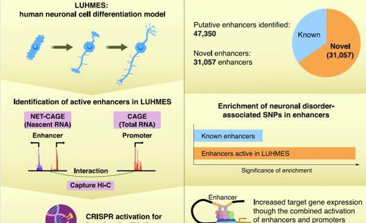 Assoc. Prof. Yoshihara's team uncovered novel transcriptional enhancers active during neuronal differentiation, shedding light on genetic links to Parkinson's and schizophrenia