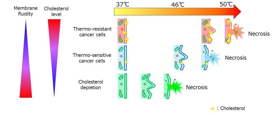 Understanding Why Some Tumors Survive Heat Shock Treatment, Hiroto HATAKEYAMA, Professor, Graduate School of Pharmaceutical Sciences