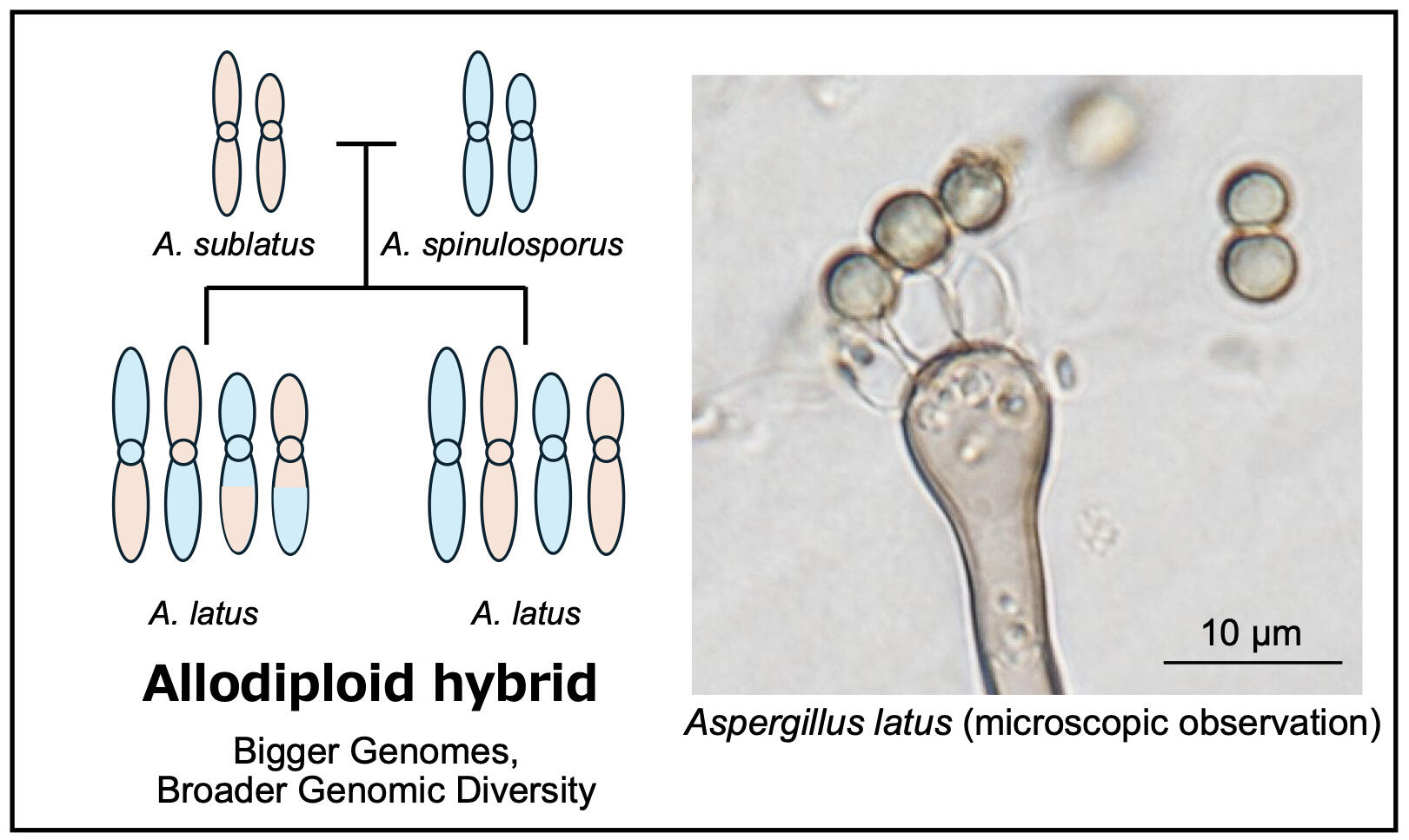 Uncovering the Hidden Emerging Pathogen Behind Aspergillosis Cases in Japan, Hiroki TAKAHASHI, Associate Professor, Medical Mycology Research Center