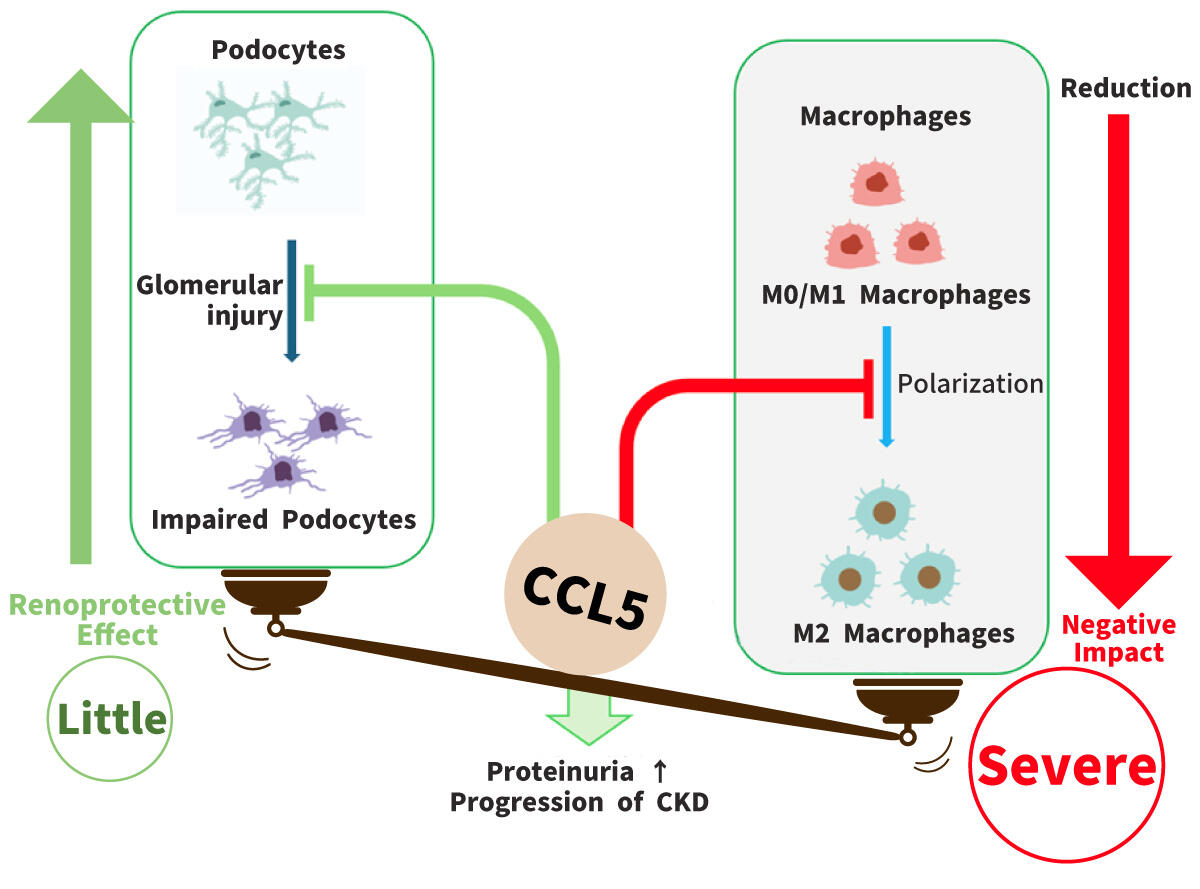 Dual-Function Molecule Could Unlock Smarter Treatments for Kidney Disease, Katsuhiko ASANUMA, Professor, Graduate School of Medicine