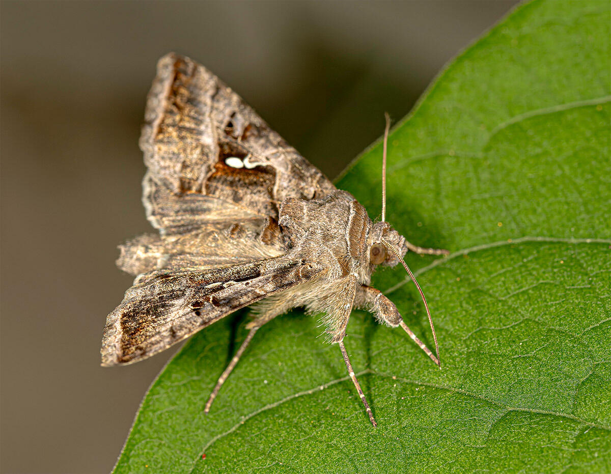 Moths Detect Bat Attack Signals: Ultrasonic Pulse Rates Drive Distinct Escape Responses, Masashi NOMURA, Professor / Vice Dean, Graduate School of Horticulture