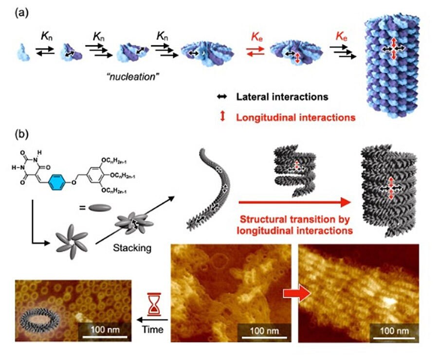 Cooperative Intermolecular Interactions Regulate Supramolecular Polymer Assembly, Hiroki HANAYAMA, Assistant Professor, Graduate School of Engineering