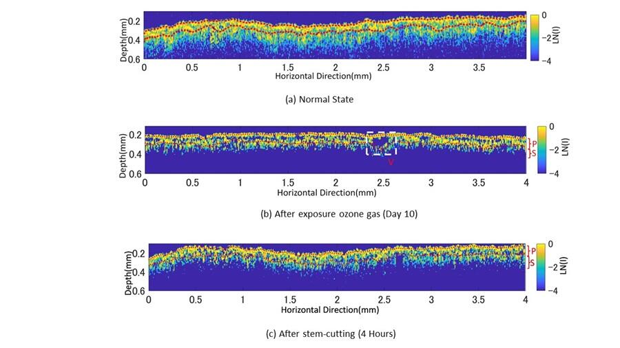 Optical Properties of Plants Reflect Ozone-Induced Damage, Tatsuo SHIINA, Associate Professor, Graduate School of Engineering