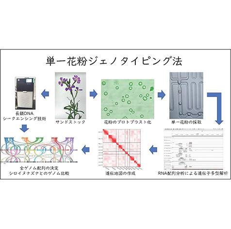【共同リリース】乾燥地に生育する植物「サンドストック」の全ゲノム解読に成功